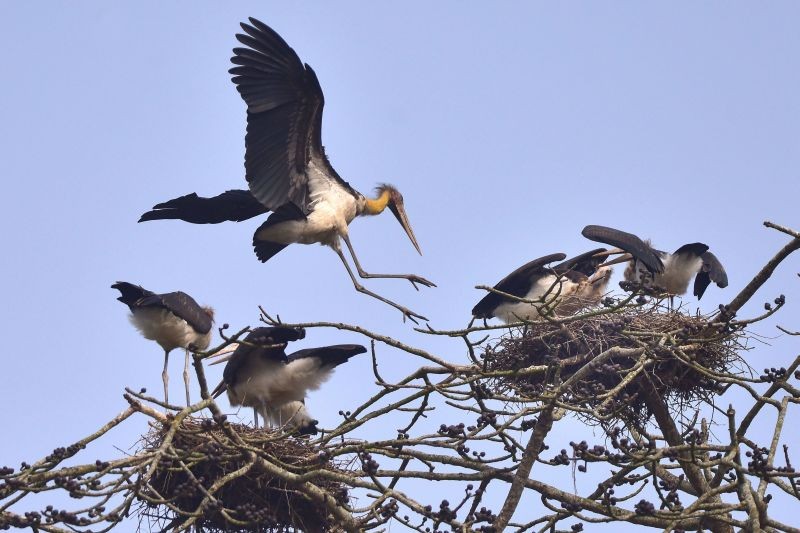 Nagaon: Greater adjutant storks perch on a silk-cotton tree, in Nagaon district, Sunday, Jan. 31, 2021. (PTI Photo)
